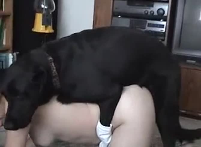 Video :Curvy naked bitch got smashed by dog in pet porn
